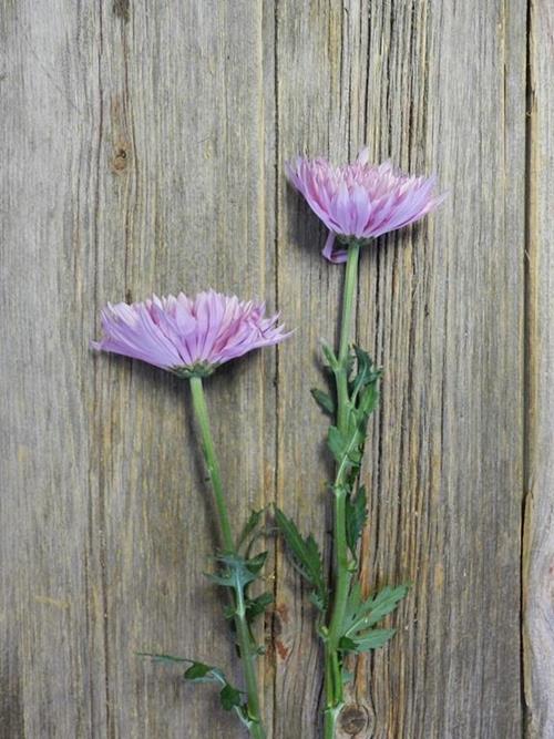 CARINA CREMONE  LAVENDER DISBUDS